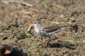 Spotted Sandpiper Royalty Free Stock Photo