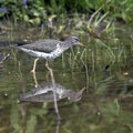 Spotted Sandpiper