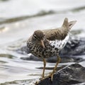 Spotted Sandpiper