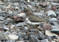 Spotted Sandpiper