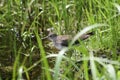 Spotted sandpiper