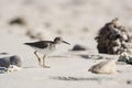Spotted Sandpiper (Actitis macularius) on the Beach in Mexico Royalty Free Stock Photo