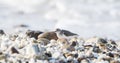 Spotted Sandpiper Actitis macularius Foraging in the Rocks Royalty Free Stock Photo