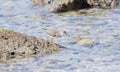 Spotted Sandpiper Actitis macularius Foraging in the Rocks Royalty Free Stock Photo