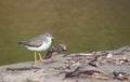 Spotted Sandpiper Actitis macularius