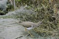 Spotted Sandpiper (Actitis macularius Royalty Free Stock Photo