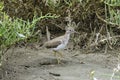 Spotted Sandpiper (Actitis macularius