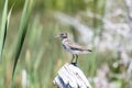 Spotted Sandpiper Actitis macularius Perched on a Log in the Mountains Royalty Free Stock Photo