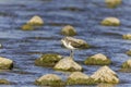 Spotted Sandpiper (Actitis macularius) Royalty Free Stock Photo