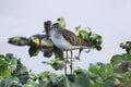 Spotted Sandpiper, Actitis macularius in search of food near Pune, Maharashtra, India Royalty Free Stock Photo