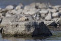 Spotted Sandpiper Actitis macularius. Royalty Free Stock Photo
