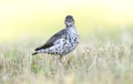 Spotted Sandpiper bird, Georgia USA