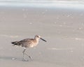 Spotted Sandpiper