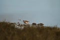 Spotted sandpiper feed on seashore