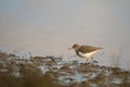 Spotted sandpiper feed on seashore