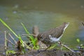 A Spotted Sandpiper forages for lunch