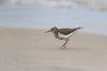 Spotted Sandpiper on a Lake Huron Beach Royalty Free Stock Photo