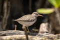 A spotted sandpiper near the water's edge