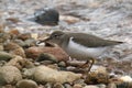 Spotted Sandpiper nonbreeding actitis macularius