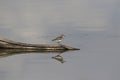 Spotted Sandpiper nonbreeding actitis macularius