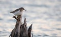 Spotted Sandpiper on a Post