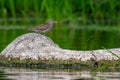 Spotted Sandpiper on River Rock Royalty Free Stock Photo