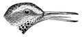 Spotted Sandpiper vintage illustration