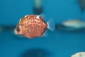 Spotted scat (Scatophagus argus) saltwater aquarium fish Royalty Free Stock Photo