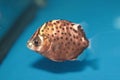 Spotted scat (Scatophagus argus) saltwater aquarium fish Royalty Free Stock Photo