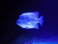 Spotted Scat Scatophagus argus. white spotted fish in a dark aquarium against an epic white spotlight Royalty Free Stock Photo