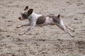 Spotted Schnauzer running