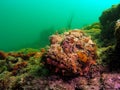 Spotted Scorpionfish Royalty Free Stock Photo