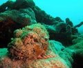 Spotted Scorpionfish Royalty Free Stock Photo