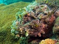 Spotted Scorpionfish Royalty Free Stock Photo
