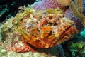 Spotted Scorpionfish Royalty Free Stock Photo