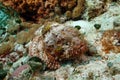 Spotted Scorpionfish -Cozumel Royalty Free Stock Photo