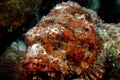 Spotted Scorpionfish (scorpaena plumieri)