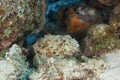 Spotted Scorpionfish Waiting to Ambush its Prey - Bonaire