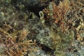 Spotted sea hare among brown algae Royalty Free Stock Photo