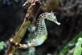 Spotted sea horse in aquarium Royalty Free Stock Photo