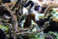 Spotted sea horse in aquarium at ocean, sea alt creature