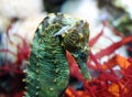 Spotted sea horse in aquarium