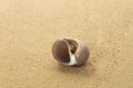 Spotted sea snail shell on the sandy beach