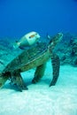 Sea turtle and fish swimming together Royalty Free Stock Photo