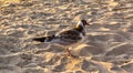 Spotted seagull on golden sand on the shore