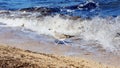 A spotted seagull runs along the seashore along the edge of the surf with weak waves of dark blue sea water