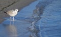 Spotted seagull and sea wave Royalty Free Stock Photo