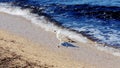 a spotted seagull walks along the seashore along the edge of the surf with weak waves of dark blue sea water