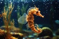 Spotted seahorse (Hippocampus reidi) swimming in an aquarium