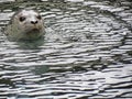 Spotted Seal